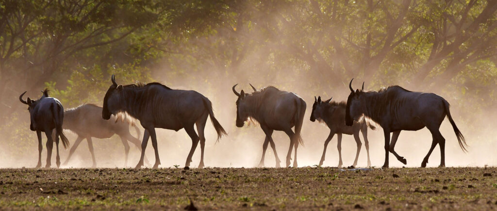 gnoe-tanzania-jadore-safaris