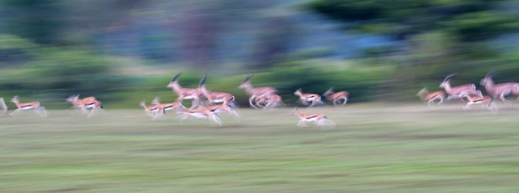 tanzania-jadore-safaris