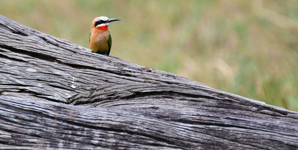 bee-eater-arusha-national-park-tanzania-jadore-safaris-tanzania