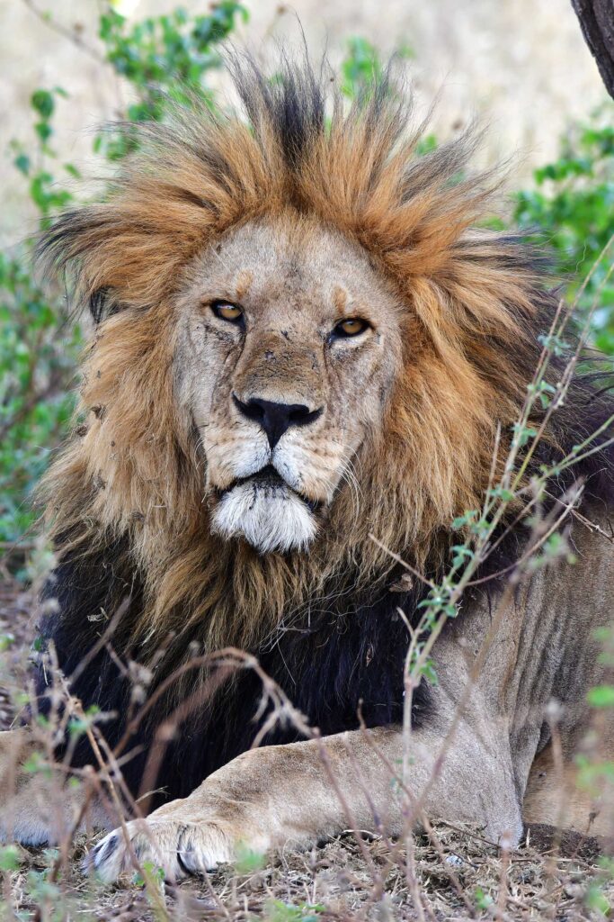 lion-serengeti-jadore-safaris-tanzania-bob-junior