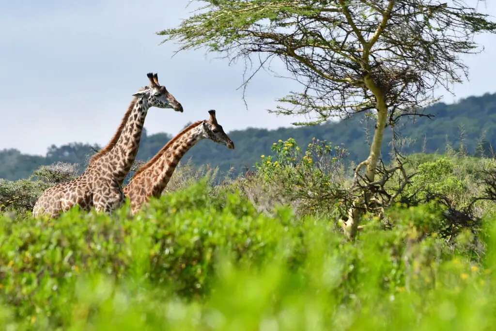 giraffe-arusha-national-park-jadore-safaris-tanzania