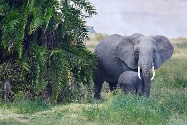 elephant-serengeti-tanzania-jadore-safaris