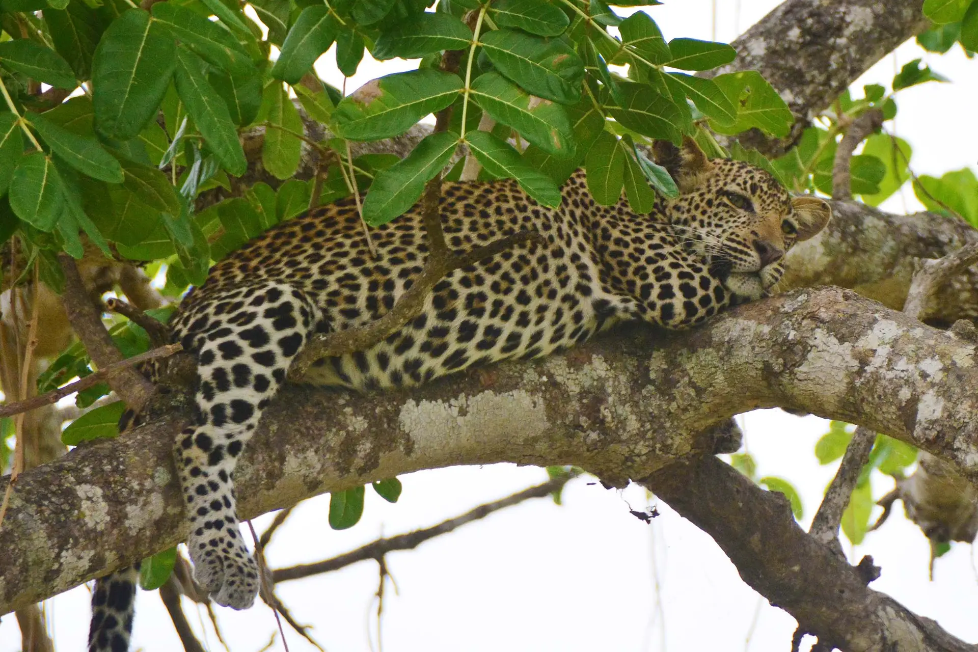 leopard-mikumi-tanzania-jadore-safaris