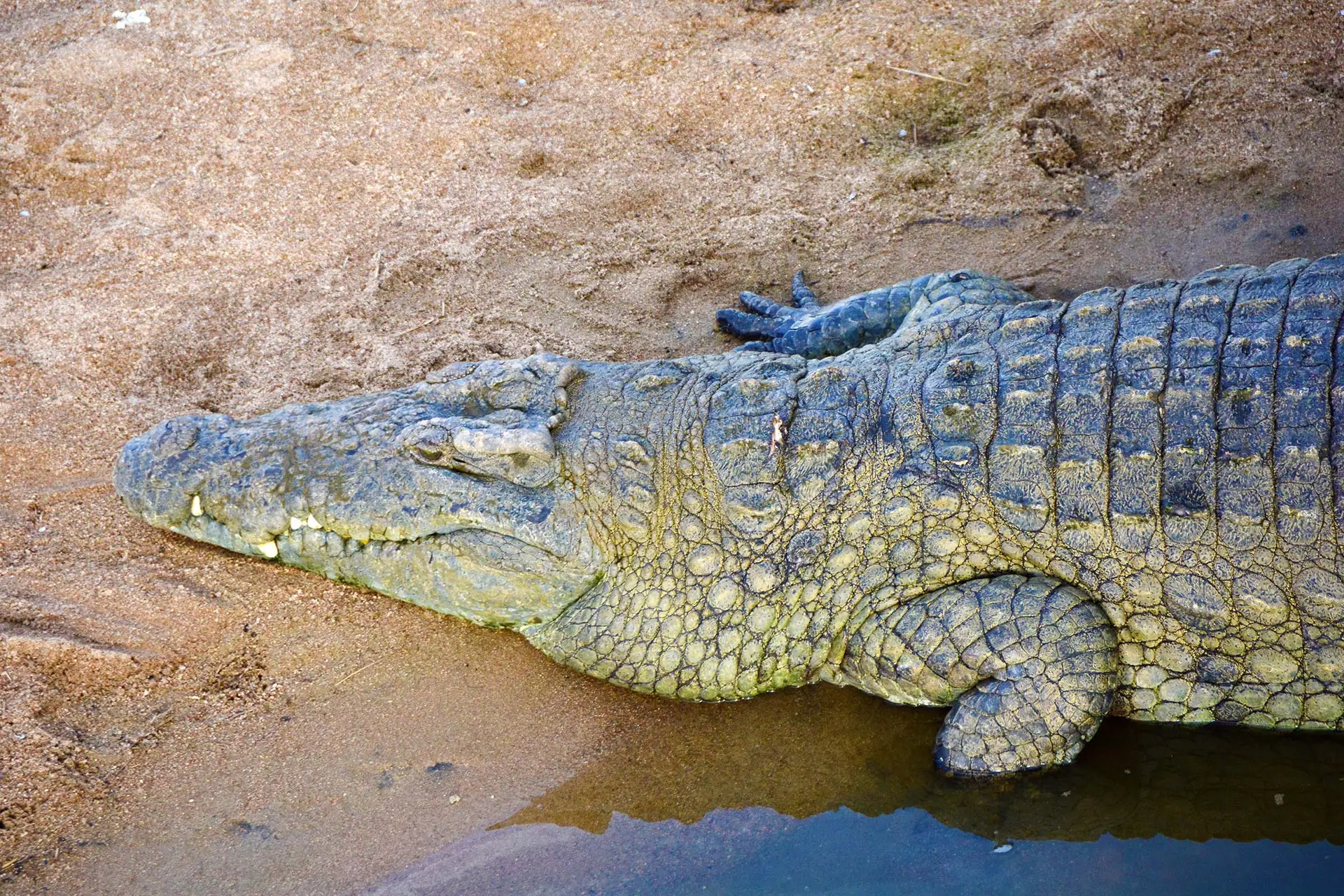 crocodile-ruaha-jadore-safaris-tanzania