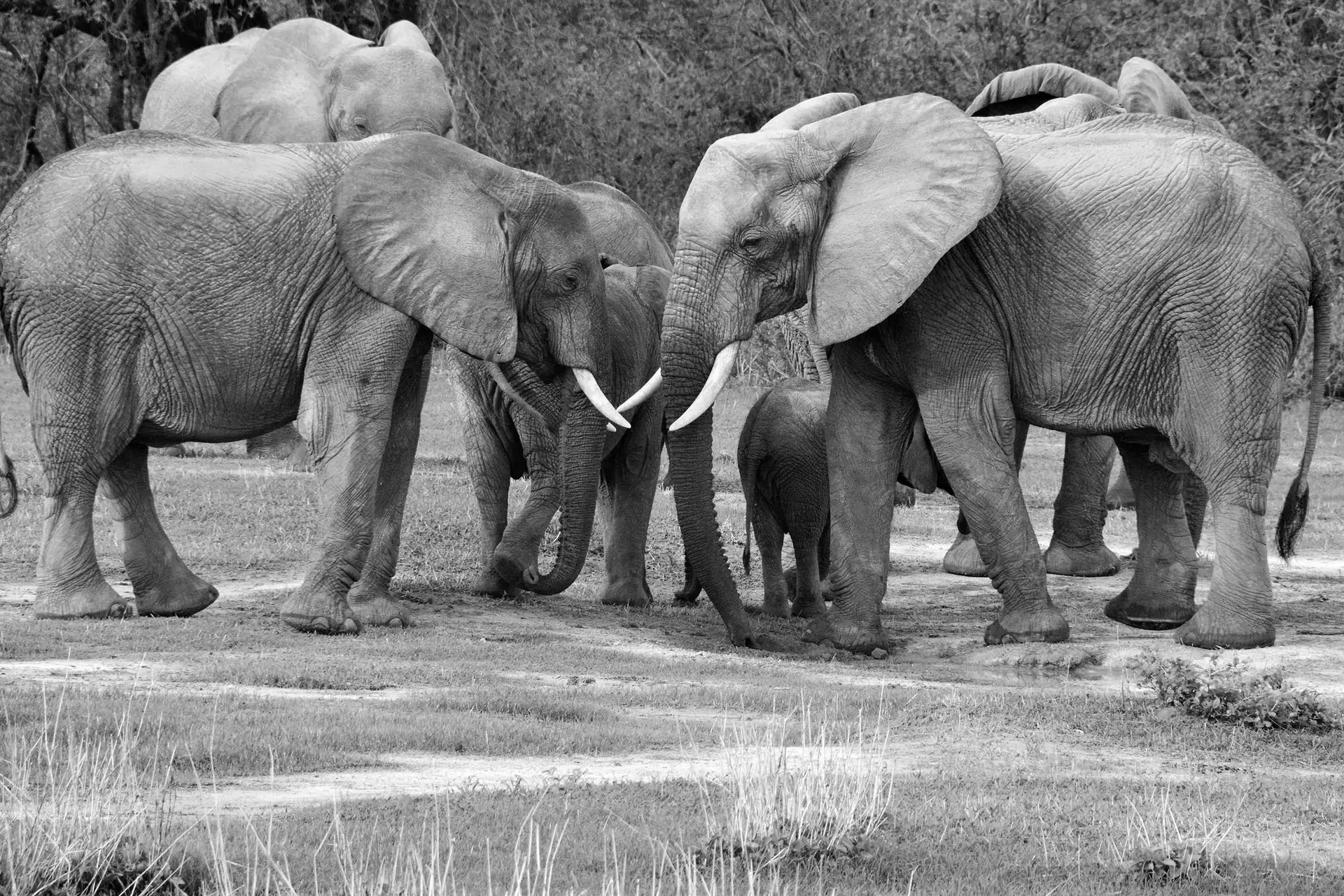 elephants-ruaha-tanzania-jadore-safaris