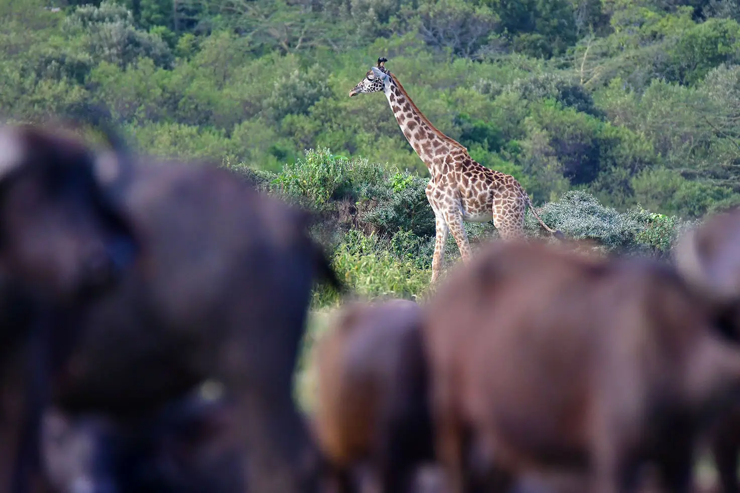 giraffe-buffalo-arusha-national-park-tanzania