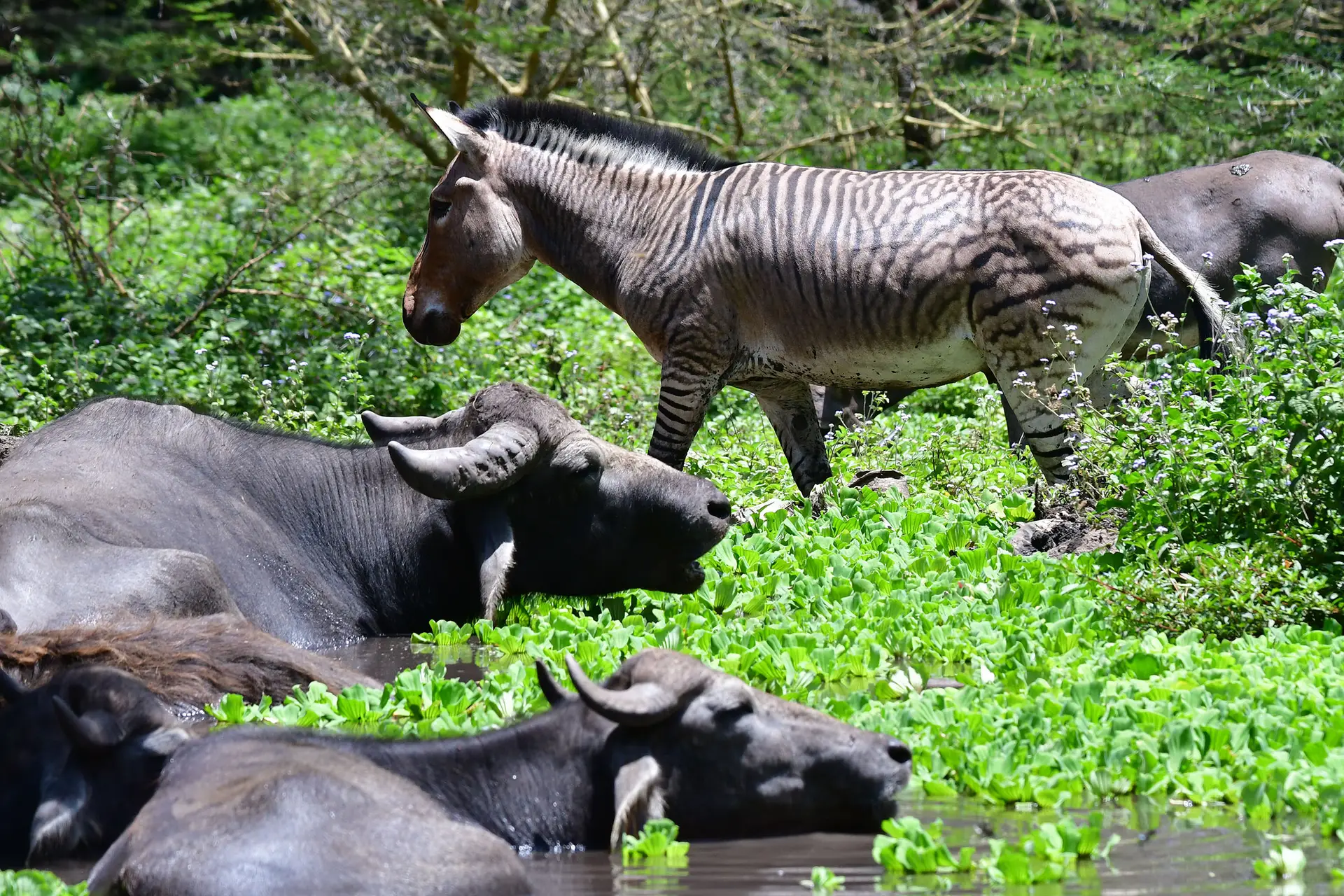 mount-meru-game-lodge-tanzania-jadore-safaris