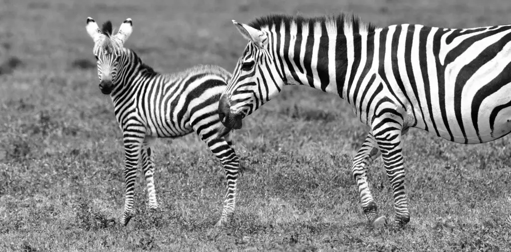 zebra-serengeti-tanzania-jadore-safaris