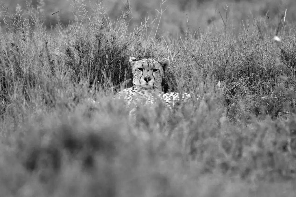 cheetah-serengeti-tanzania-jadore-safaris