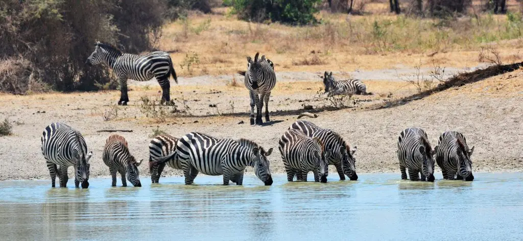 zebra-tarangire-tanzania-jadore-safaris