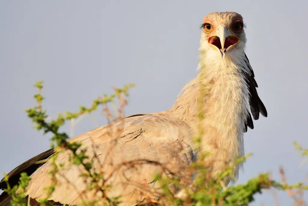 secretary-bird-tarangire-tanzania-jadore-safaris