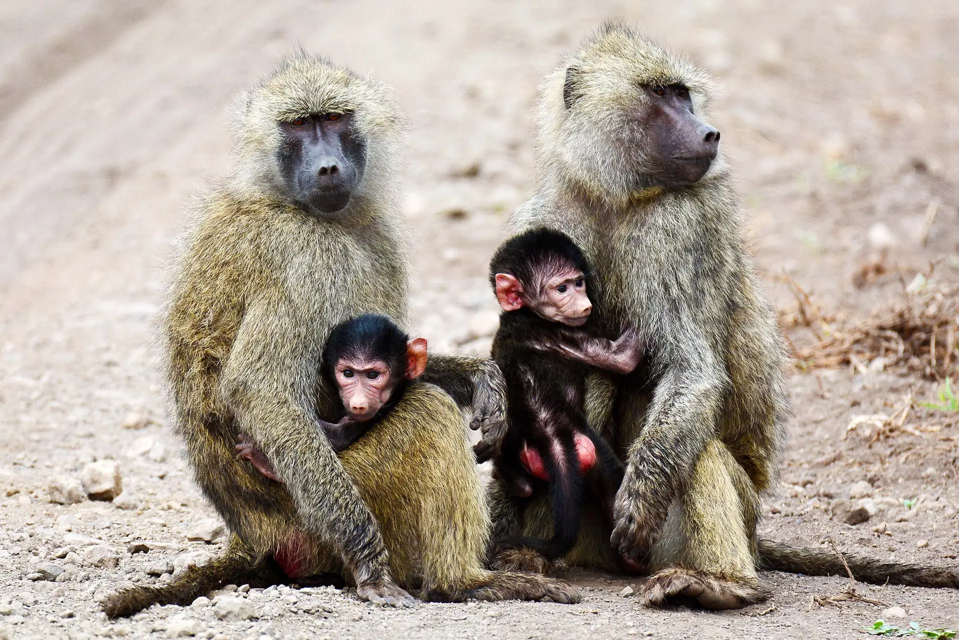 baboons-arusha-national-park-tanania-jadore-safaris