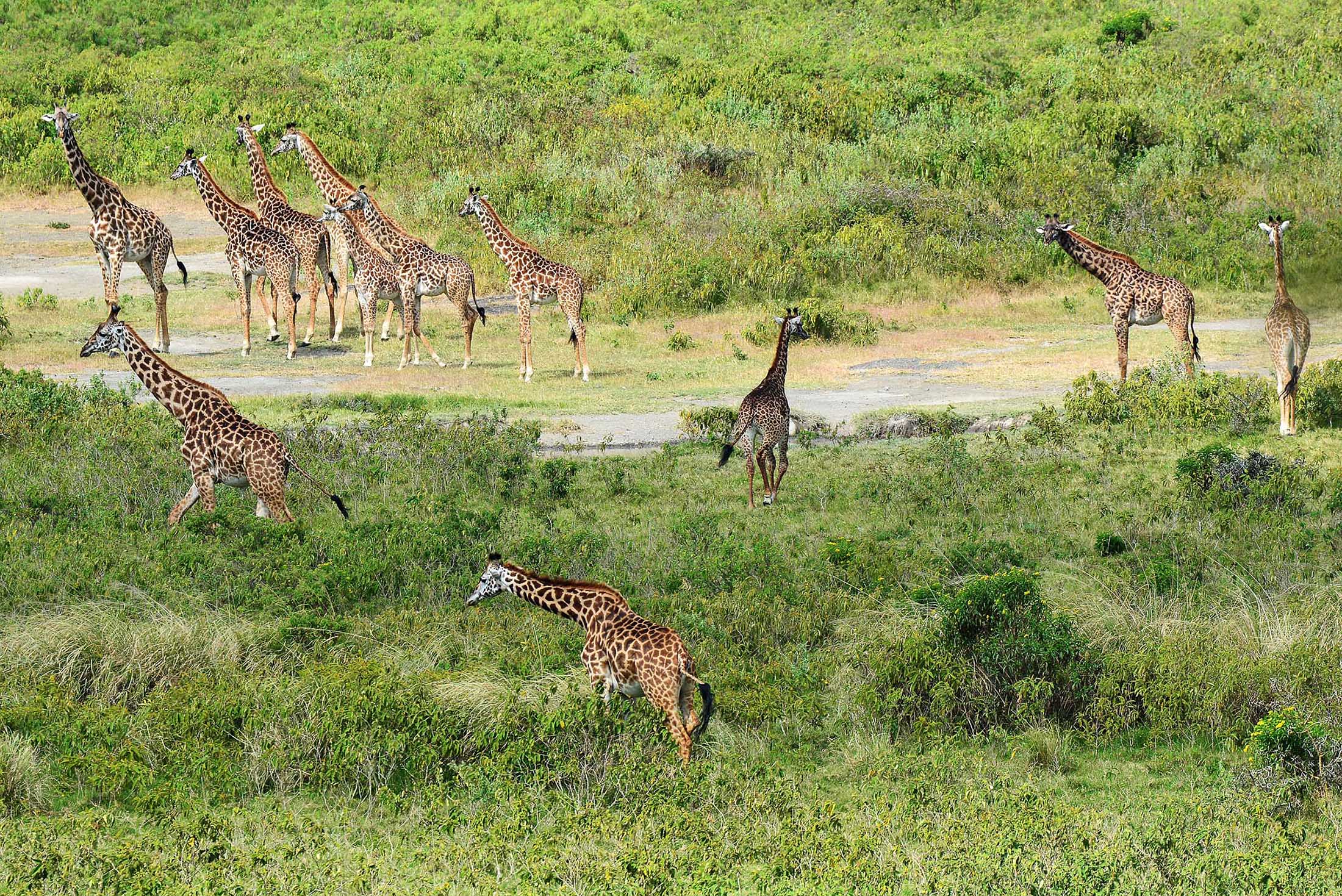 giraffes-arusha-national-park-jadore-safaris