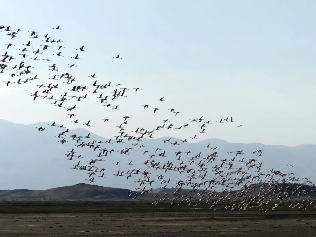 flamingo-lake-natron-tanzania-jadore-safaris