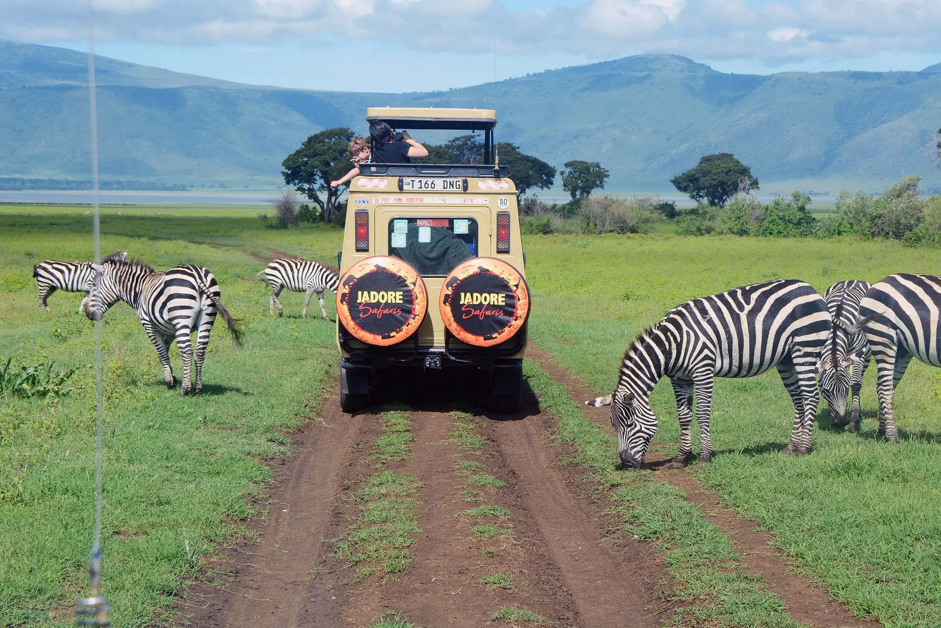 zWS JS TZ NGORONGORO ZEBRA maDSC_9868