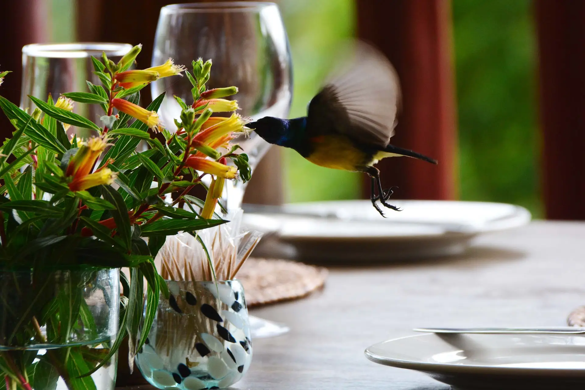 sunbird-onsea-house-arusha-tanzania-jadore-safaris