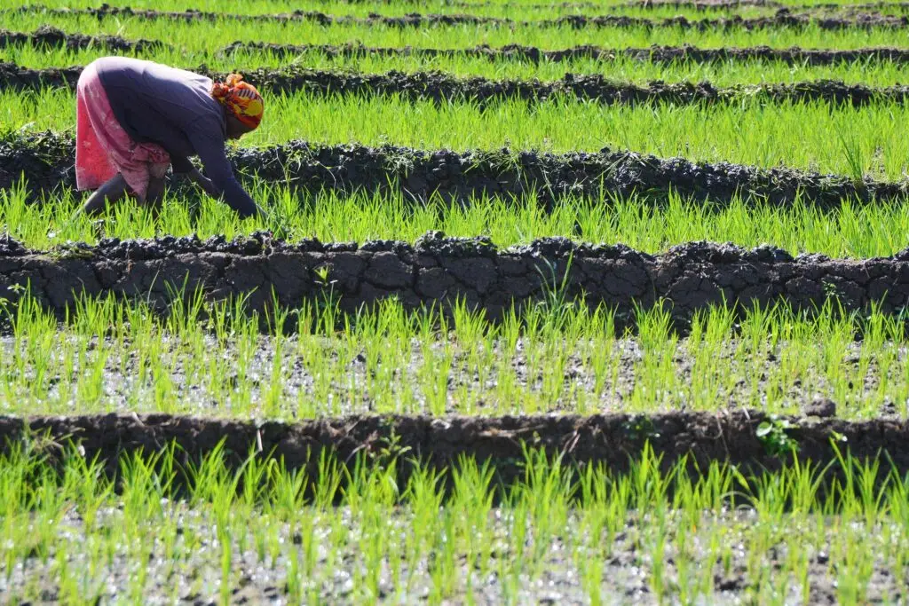 farming-tanzania-jadore-safaris