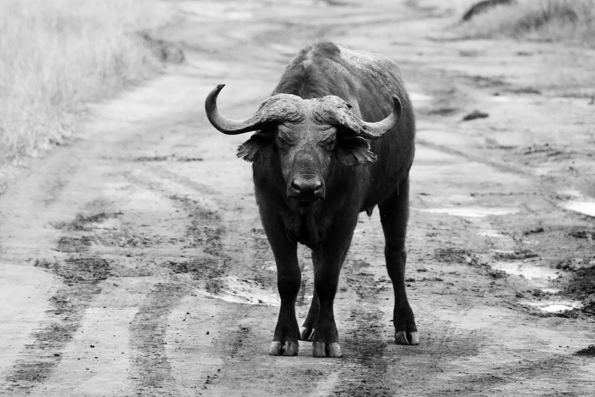 cape-buffalo-ruaha-tanzania-jadore-safaris