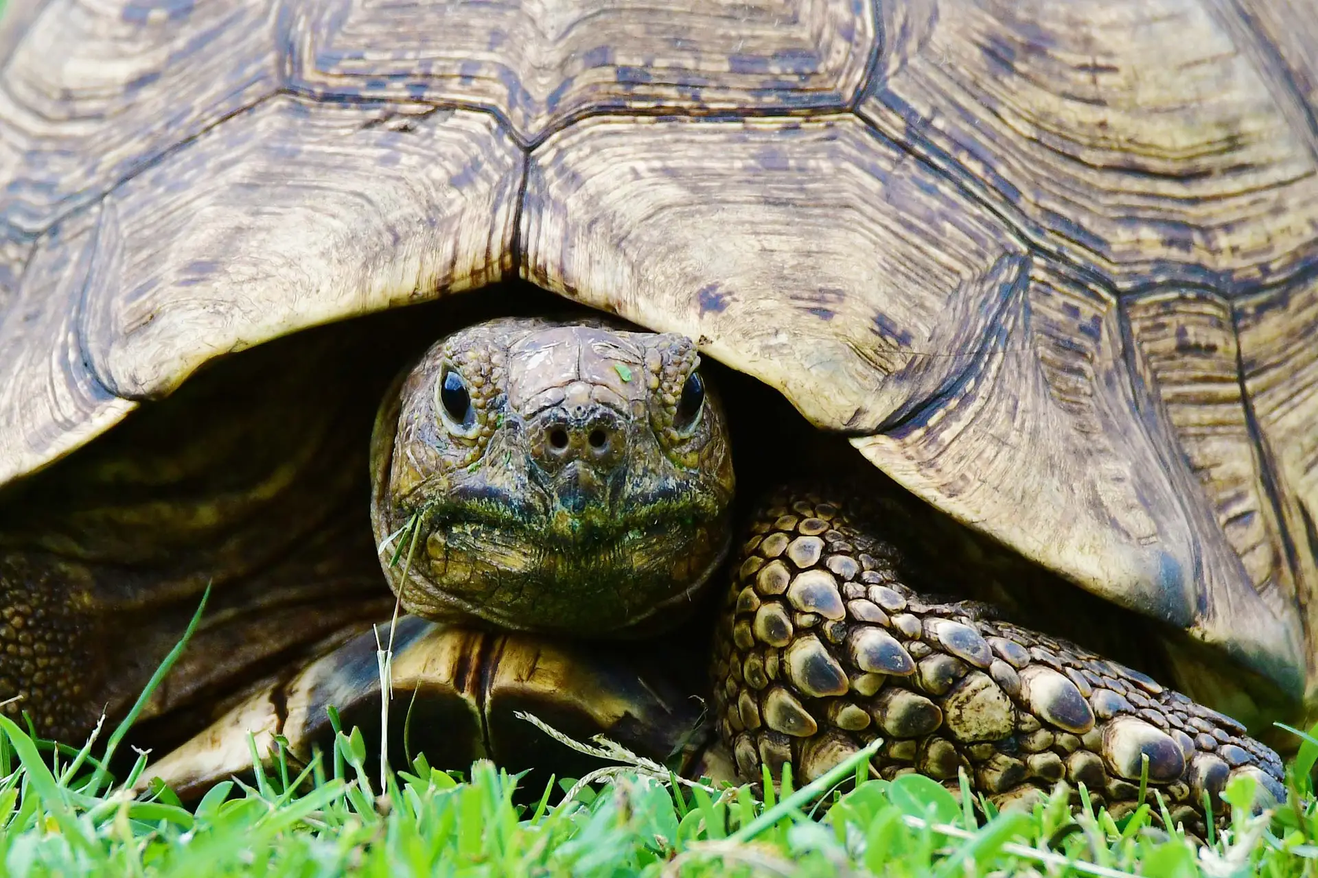 turtles-ruaha-tanzania-jadore-safaris