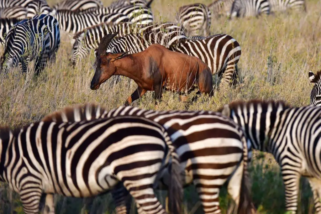 zebra-topi-serengeti-tanzania-jadore-safaris