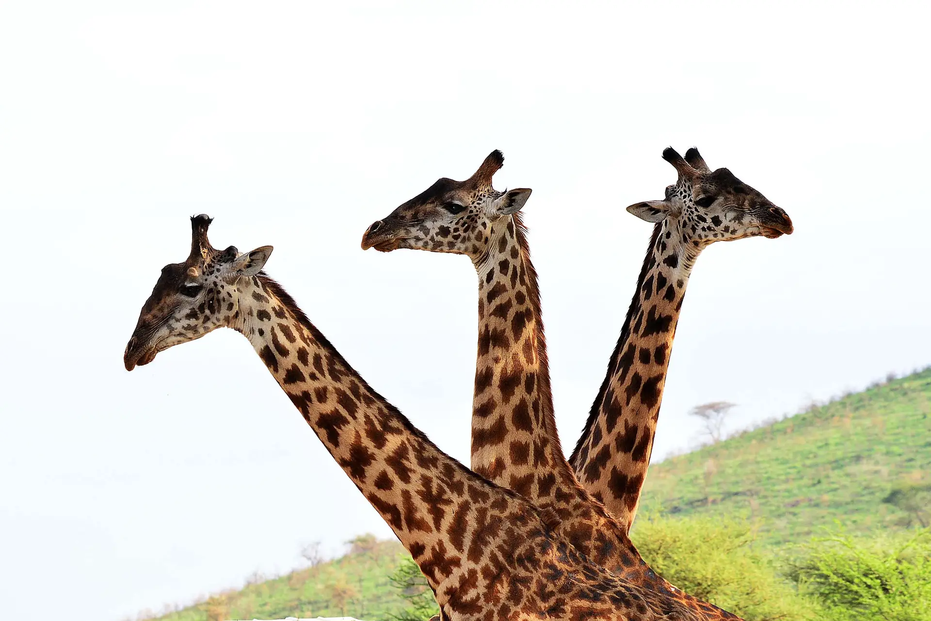 giraffes-serengeti-tanzania-jadore-safaris