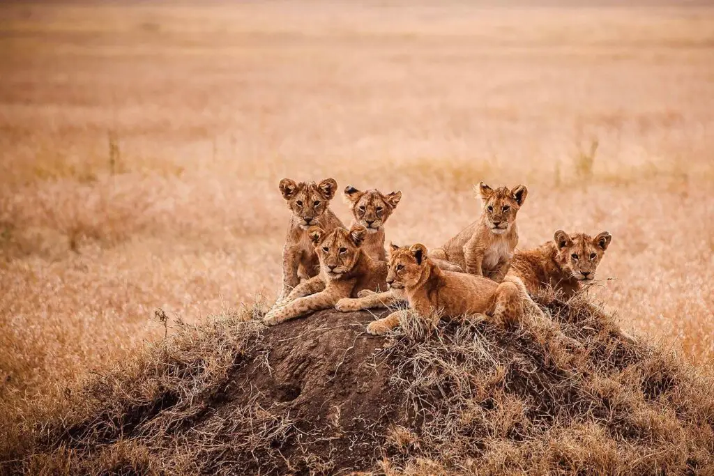 lion-cubs-serengeti-tanzania-jadore-safaris