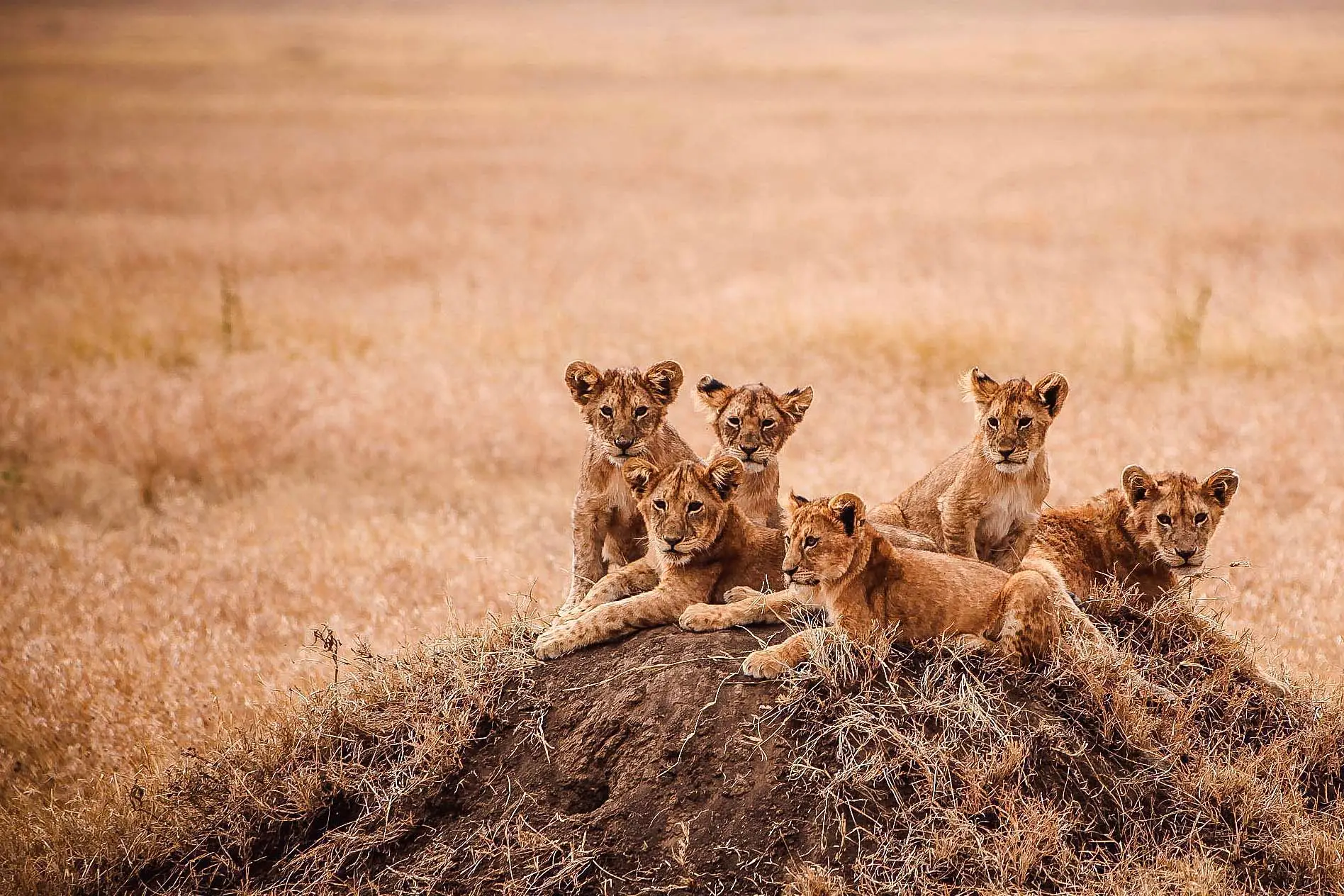 lion-cubs-serengeti-tanzania-jadore-safaris