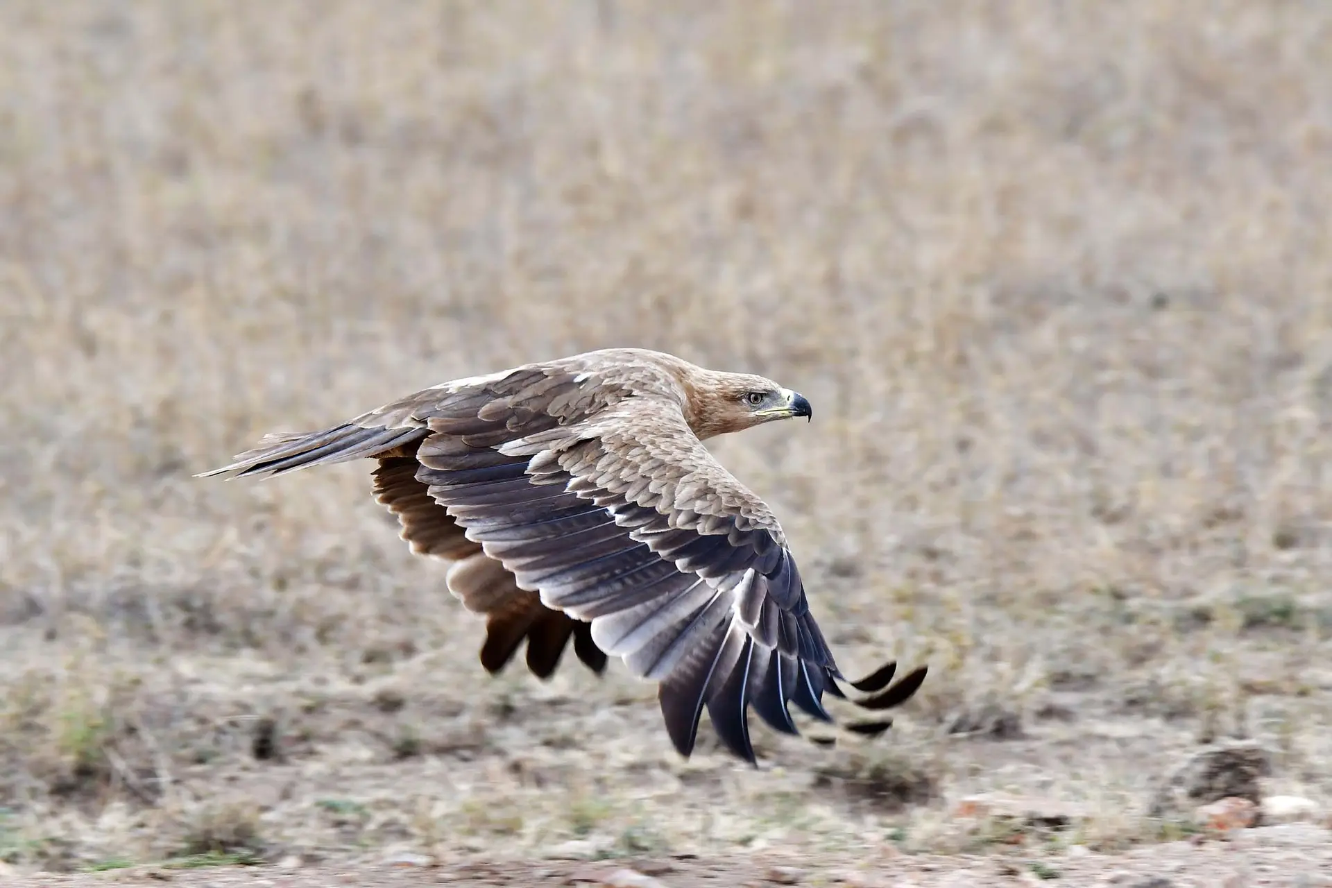 eagle-serengeti-tanzania-jadore-safaris