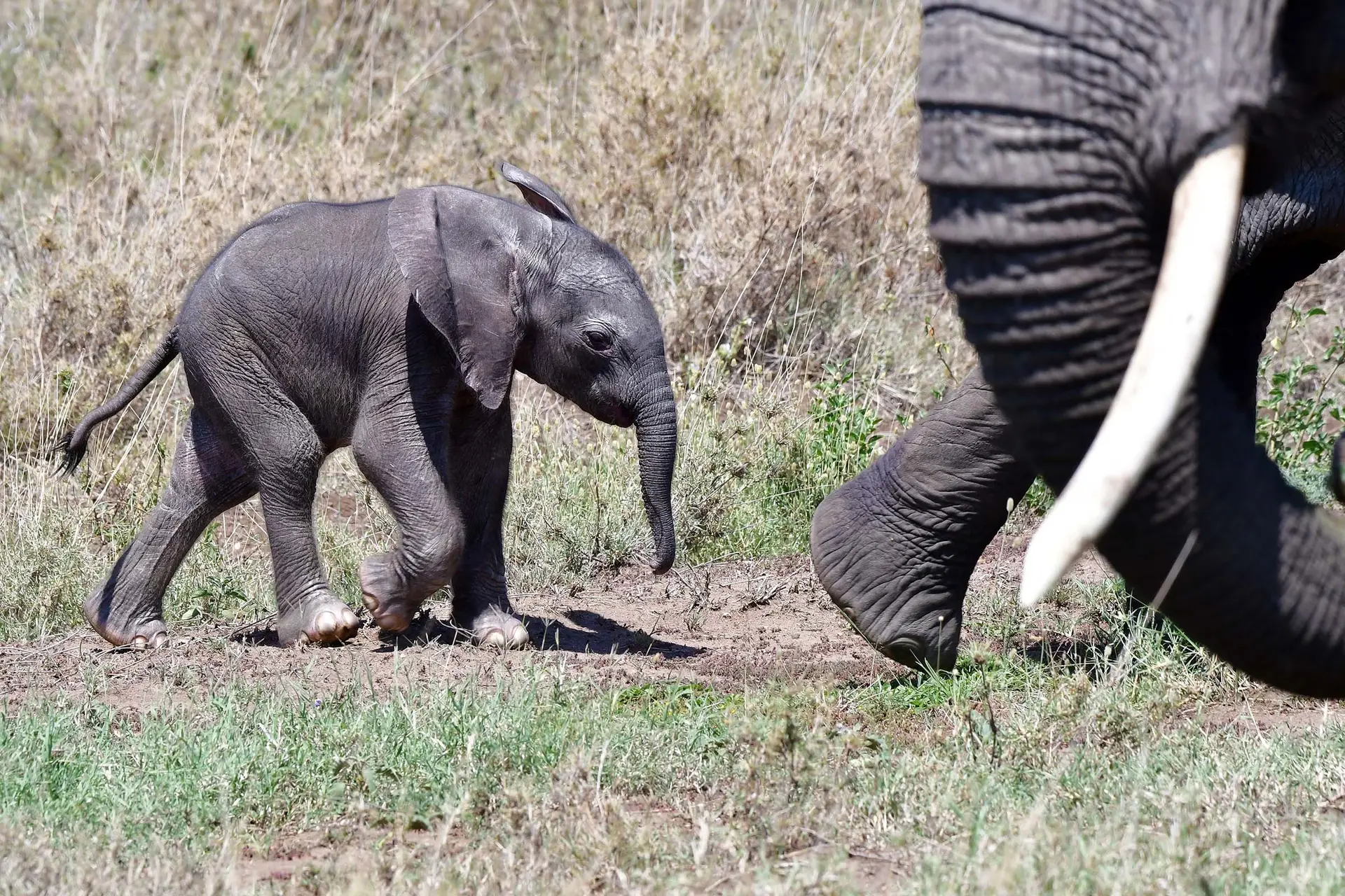 elephant-serengeti-tanzania-jadore-safaris