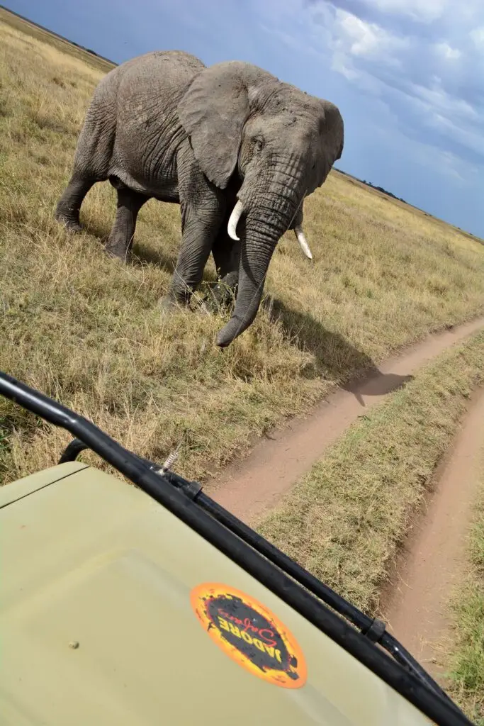 elephant-serengeti-tanzania-jadore-safaris