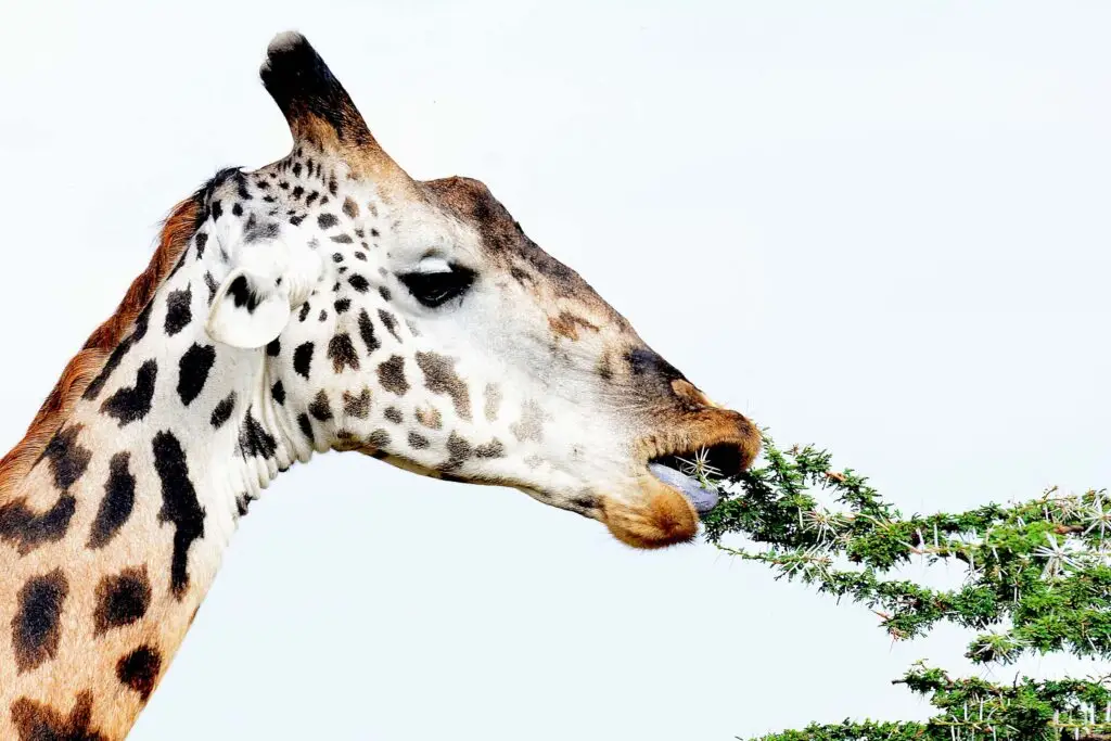 giraffe-tanzania-jadore-safaris