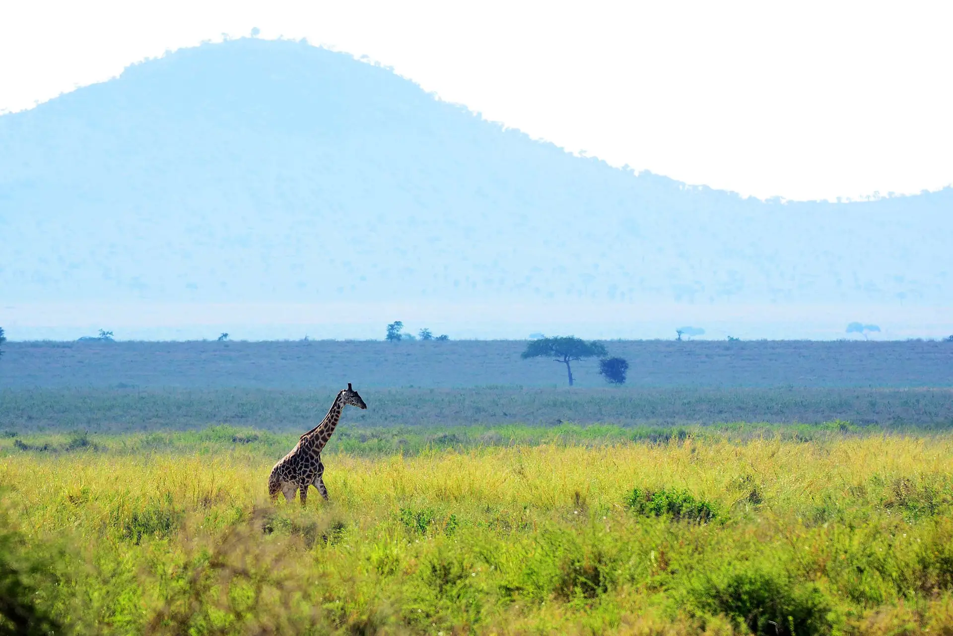 giraffe-serengeti-tanzania-jadore-safaris