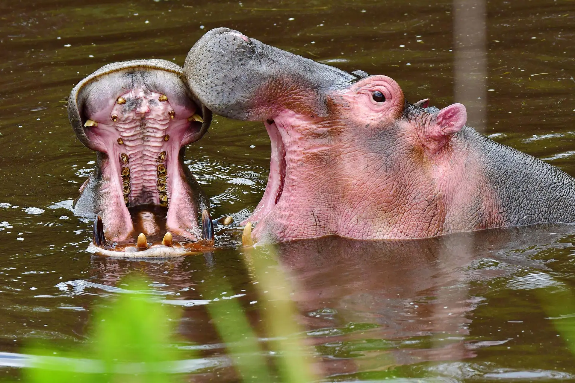 hippo-serengeti-tanzania-jadore-safaris