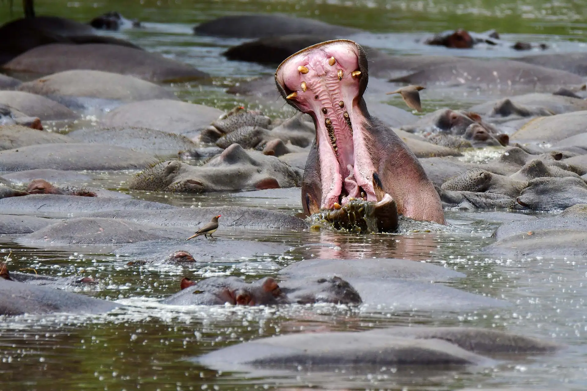 hippo-serengeti-tanzania-jadore-safaris