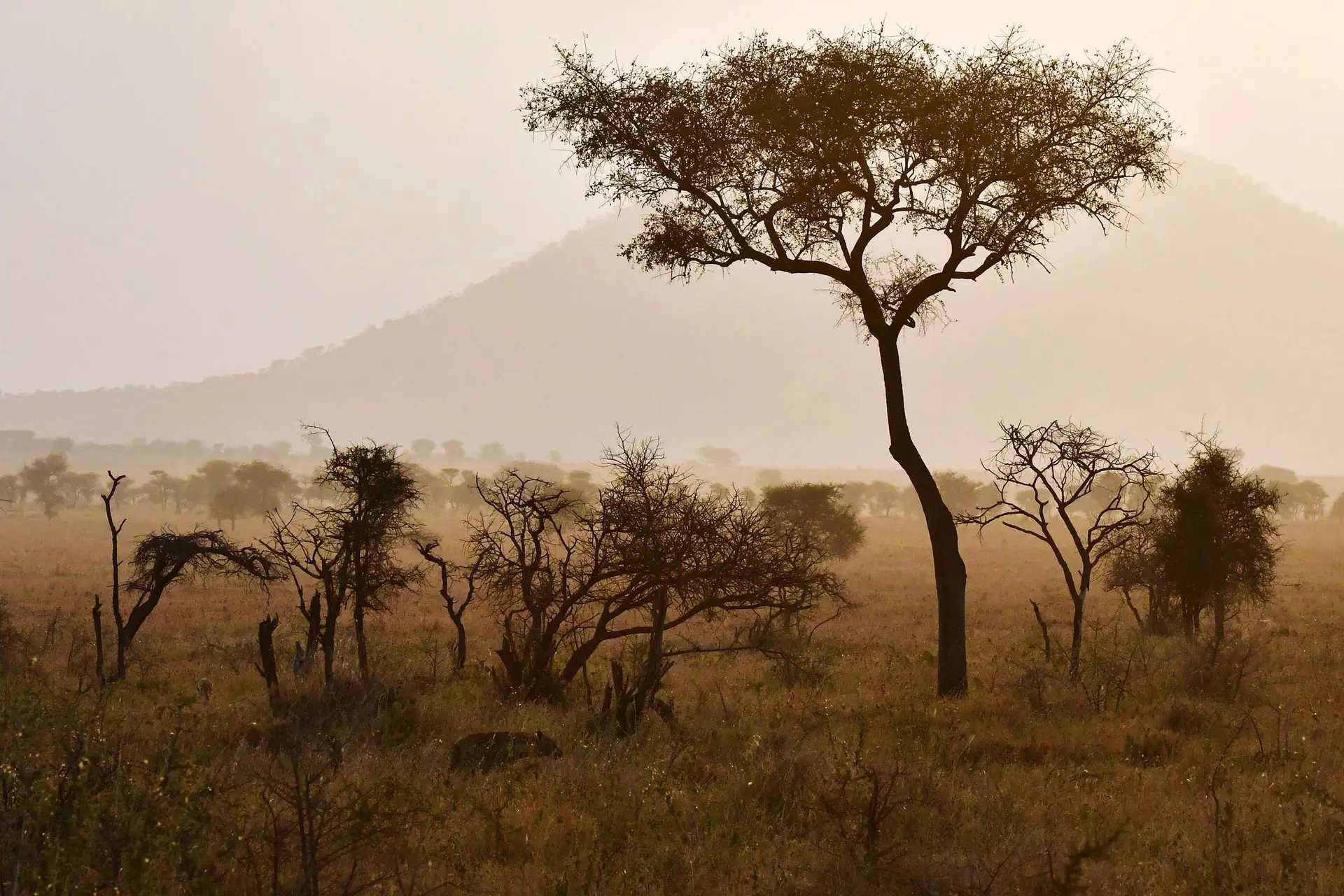 hyena-serengeti-tanzania-jadore-safaris