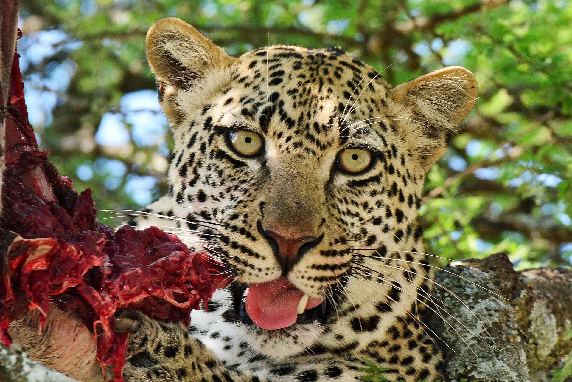 leopard-serengeti-tanzania-jadore-safaris