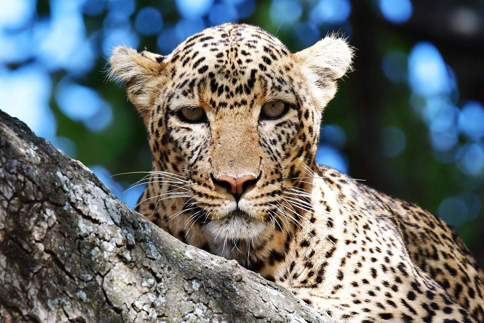 leopard-serengeti-tanzania-jadore-safaris