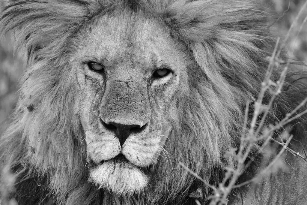 lion-king-tanzania-serengeti-jadore-safaris