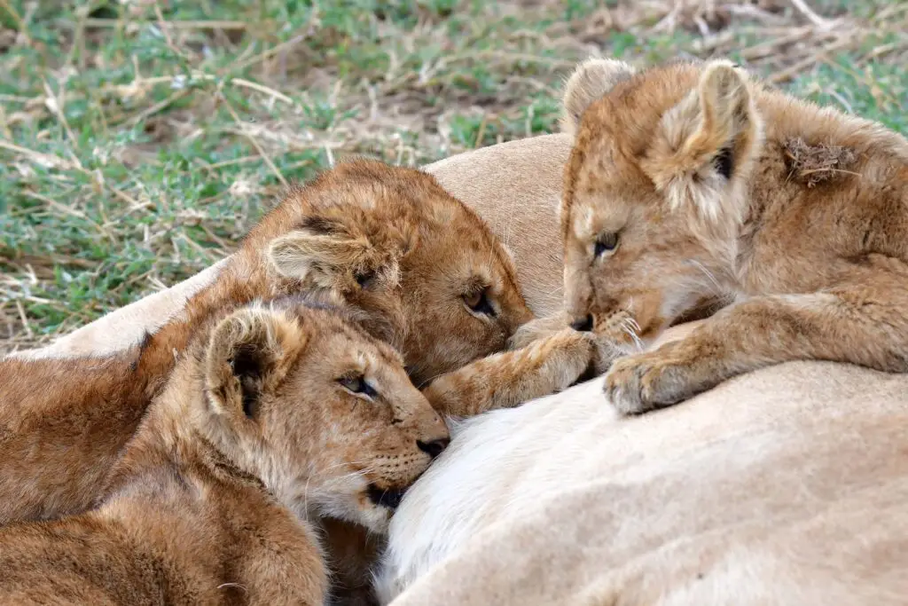 lion-cubs-tanzania-serengeti-jadore-safaris