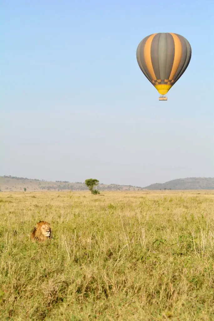 lion-king-serengeti-tanzania-jadore-safaris