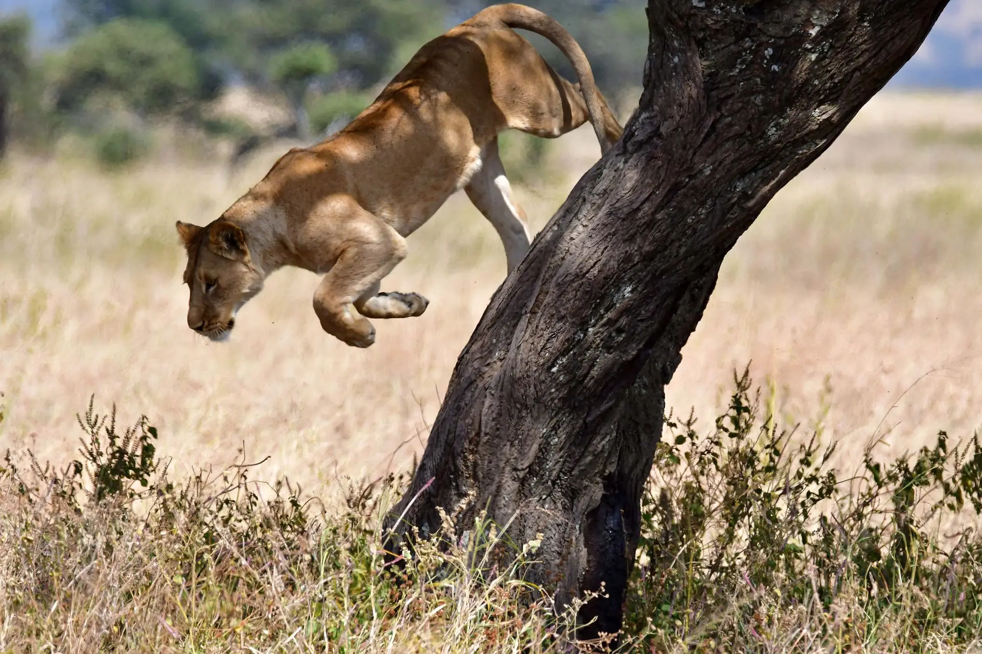 lion-serengeti-tanzania-jadore-safaris