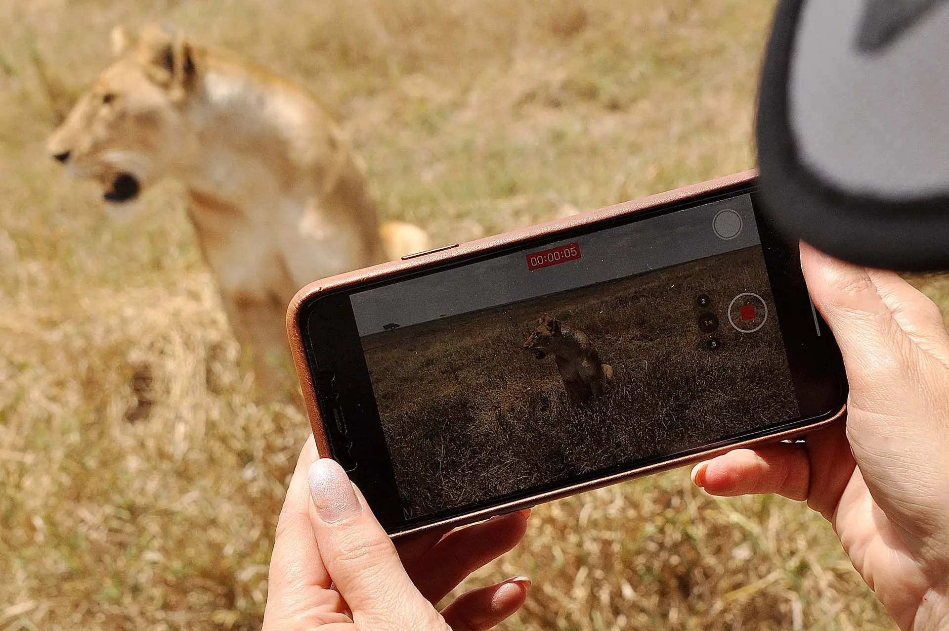 lion-serengeti-jadore-safaris-tanzania