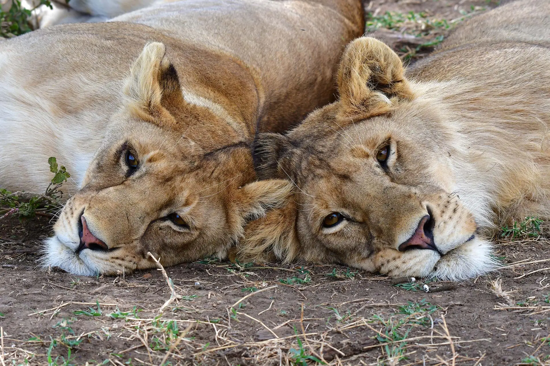 zWS JS TZ SERENGETI NP lions gDSC_9535