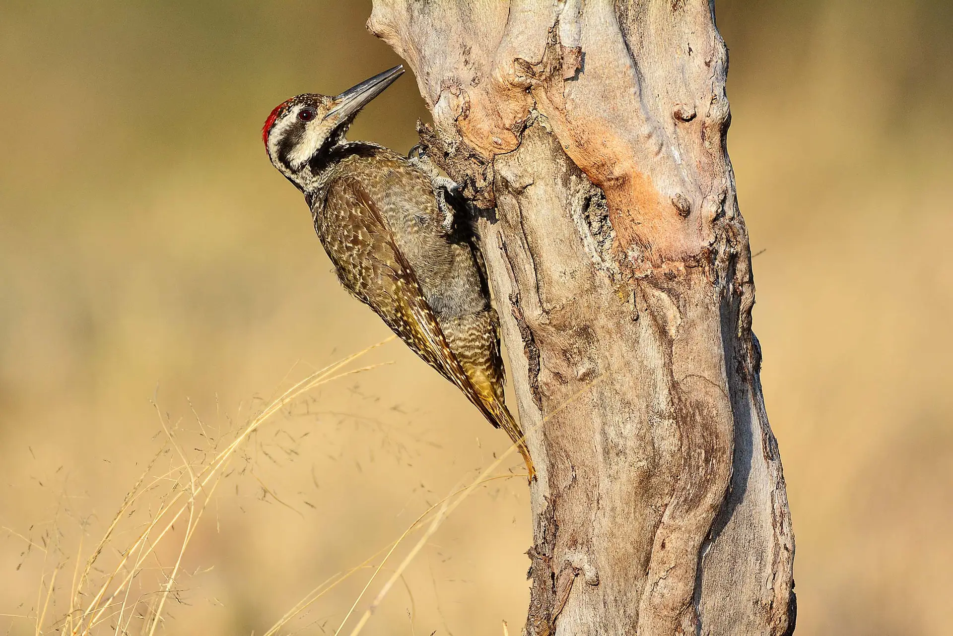 wook-pecker-tanzania-jadore-safaris