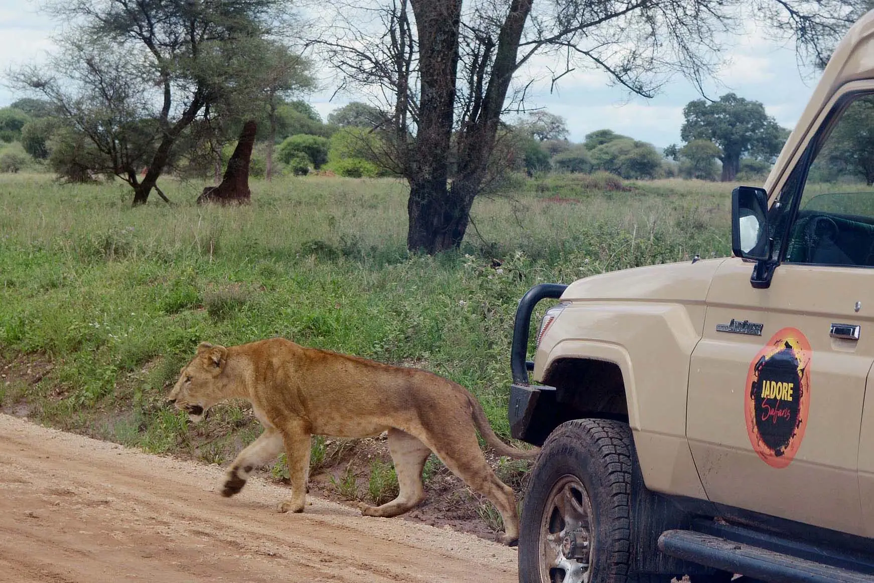 lion-jadore-safaris-tarangire-tanzania