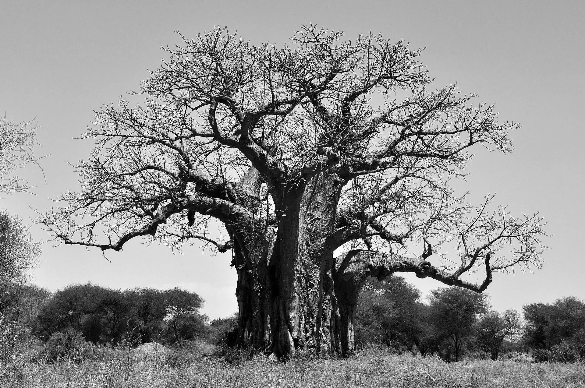 baobab-tree-tarangire-tanzania-jadore-safaris