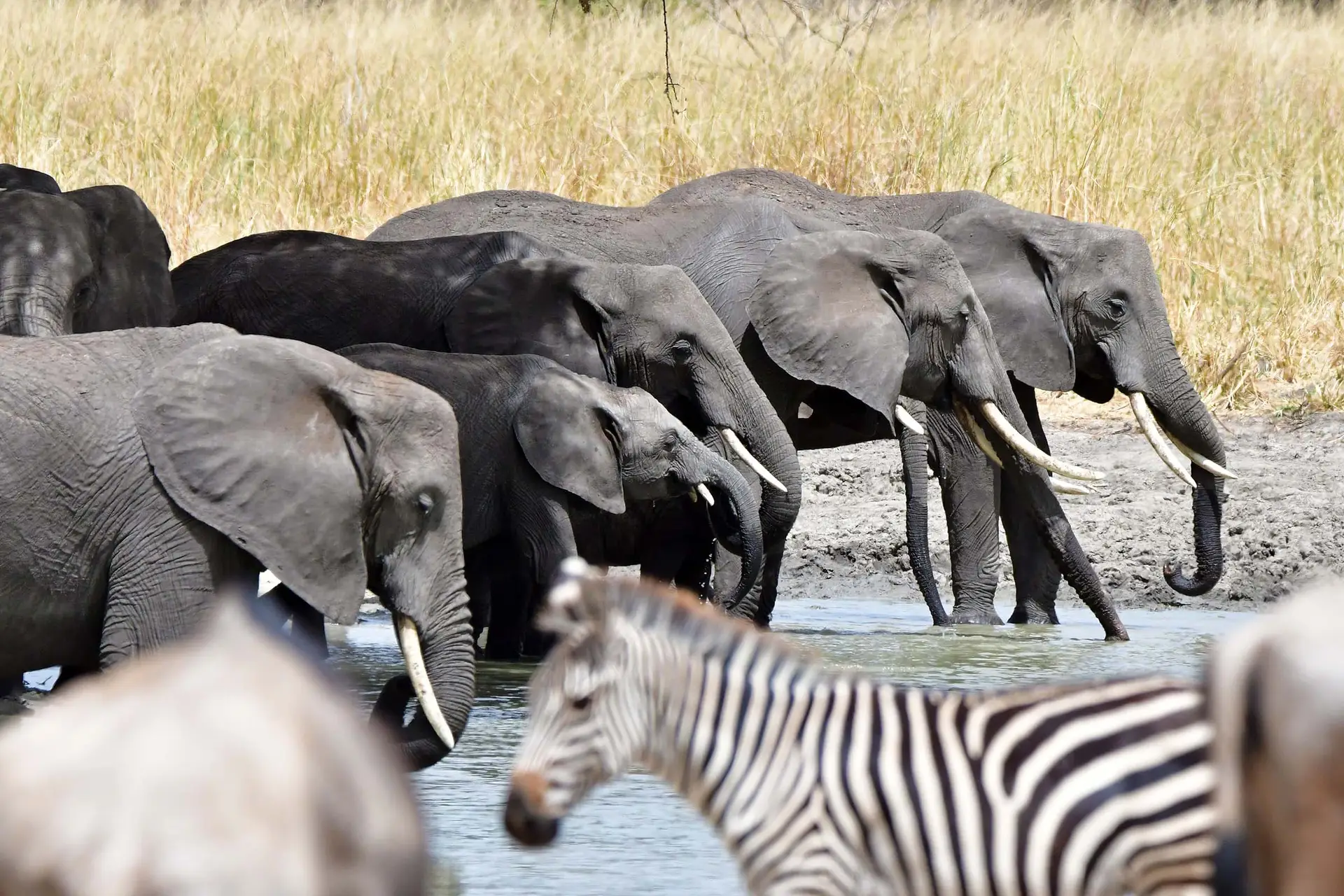 elephants-zebra-tarangire-tanzania-jadore-safaris