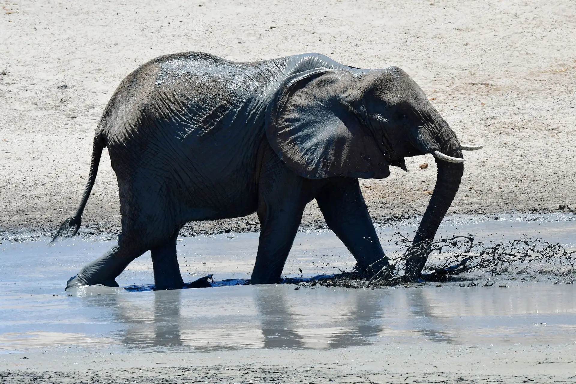 elephant-tarangire-tanzania-jadore-safaris