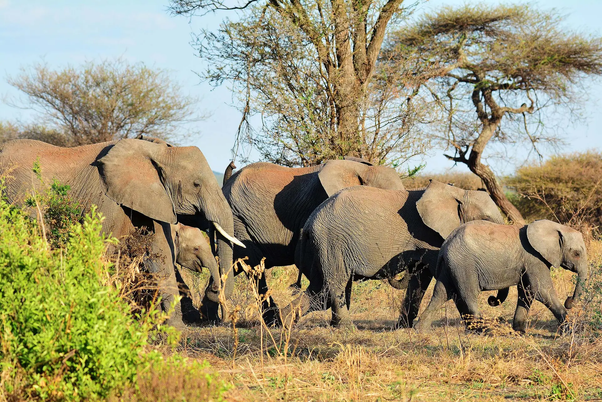 elephants-tarangire-tanzania-jadore-safaris