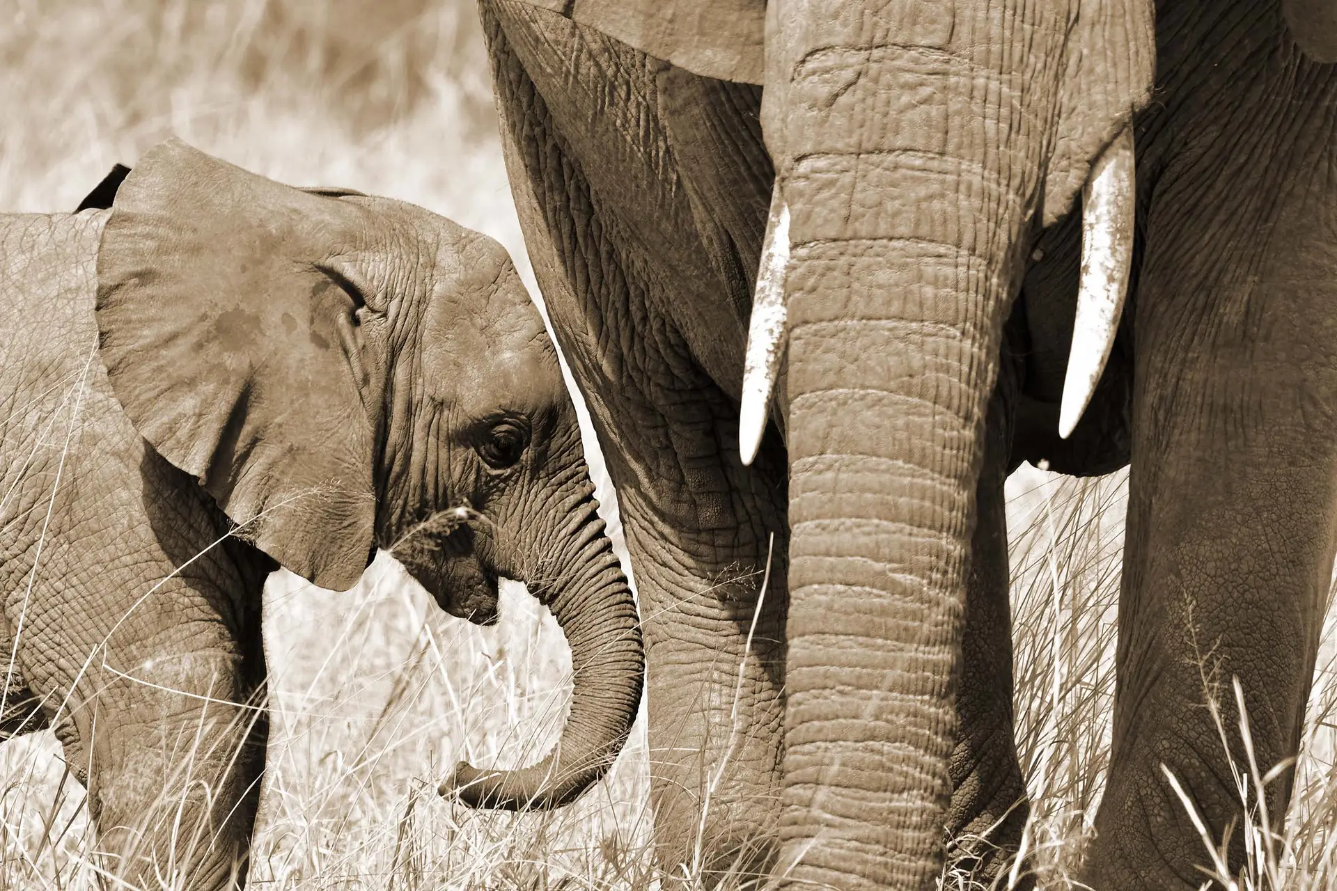 elephants-tarangire-tanzania-jadore-safaris